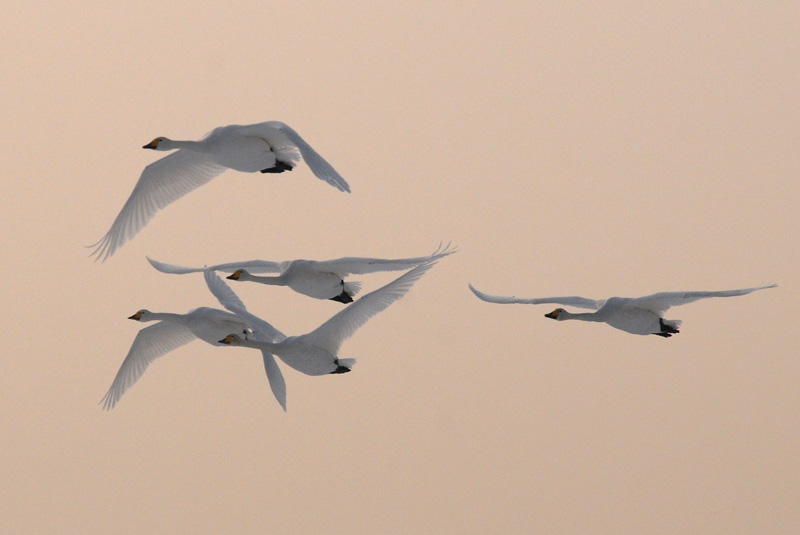  Wilde Zwaan - Whooper Swan - Cygnus cygnus