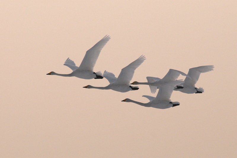  Wilde Zwaan - Whooper Swan - Cygnus cygnus