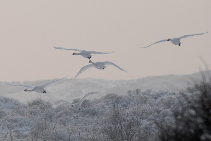  Wilde Zwaan - Whooper Swan - Cygnus cygnus