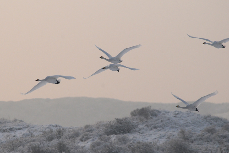  Wilde Zwaan - Whooper Swan - Cygnus cygnus