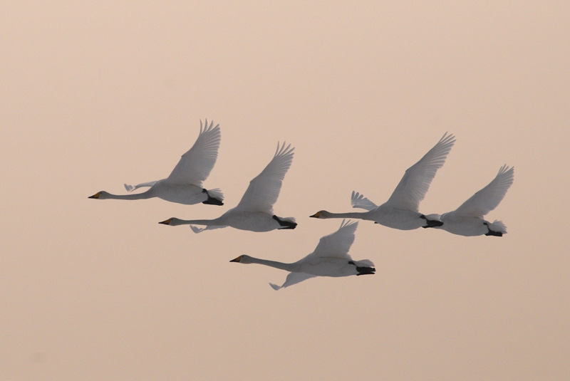  Wilde Zwaan - Whooper Swan - Cygnus cygnus