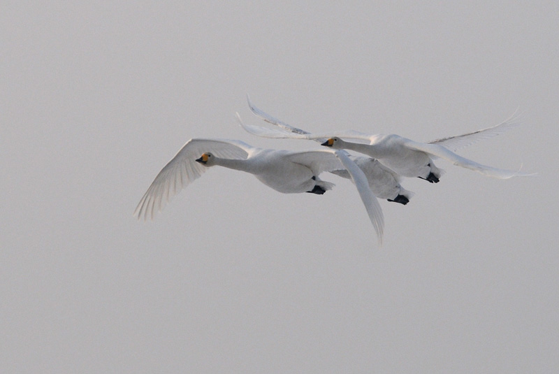 Wilde Zwaan - Whooper Swan - Cygnus cygnus