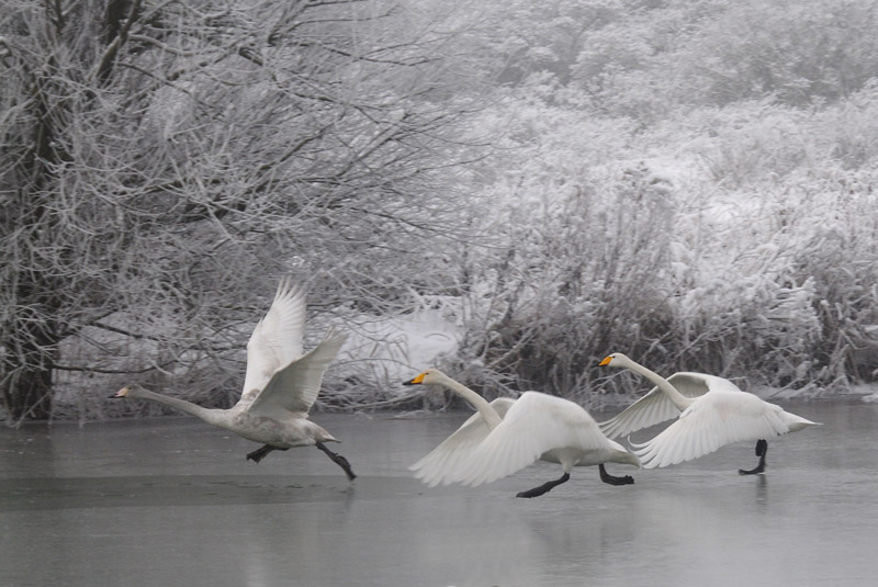  Wilde Zwaan - Whooper Swan - Cygnus cygnus