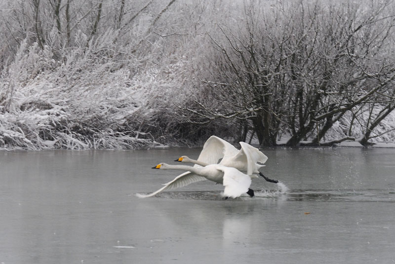  Wilde Zwaan - Whooper Swan - Cygnus cygnus