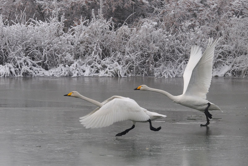   Wilde Zwaan - Whooper Swan - Cygnus cygnus