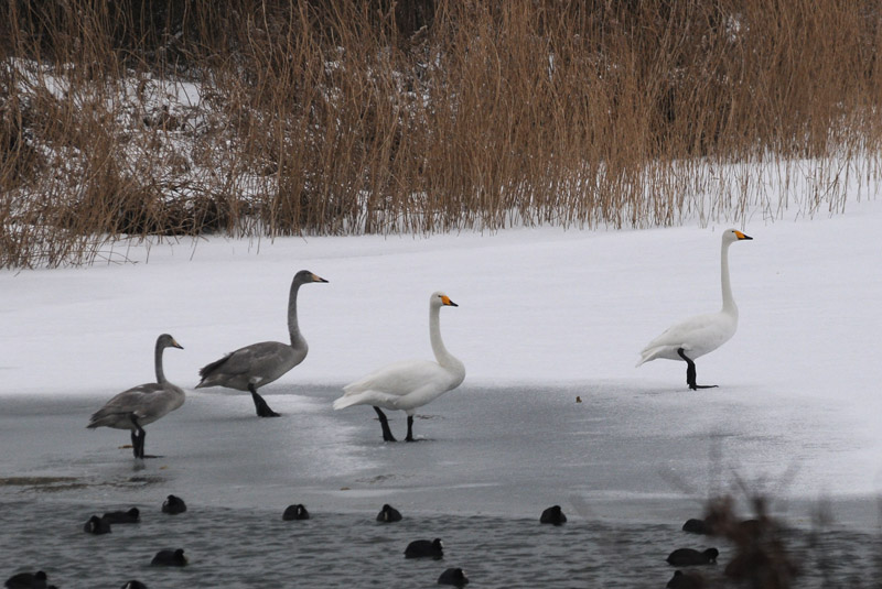  Wilde Zwaan - Whooper Swan - Cygnus cygnus