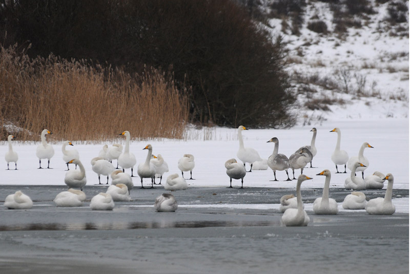  Wilde Zwaan - Whooper Swan - Cygnus cygnus