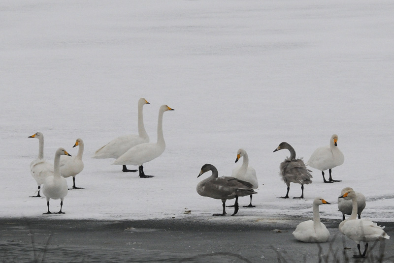  Wilde Zwaan - Whooper Swan - Cygnus cygnus