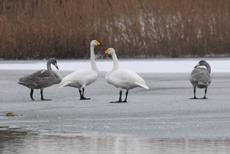  Wilde Zwaan - Whooper Swan - Cygnus cygnus
