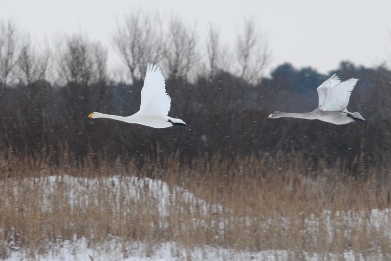Wilde Zwaan - Whooper Swan - Cygnus cygnus