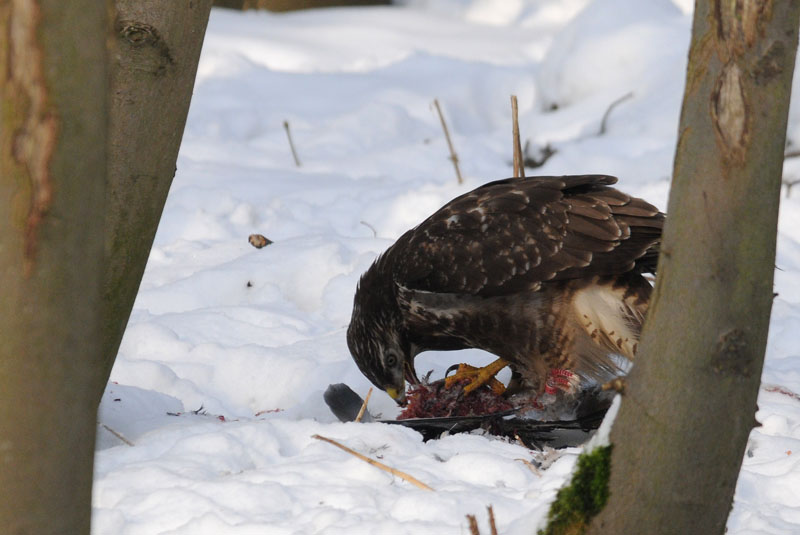  Buizerd - Buzzard