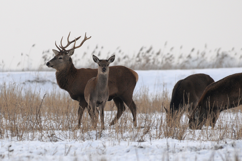 Red Deer - Edelhert