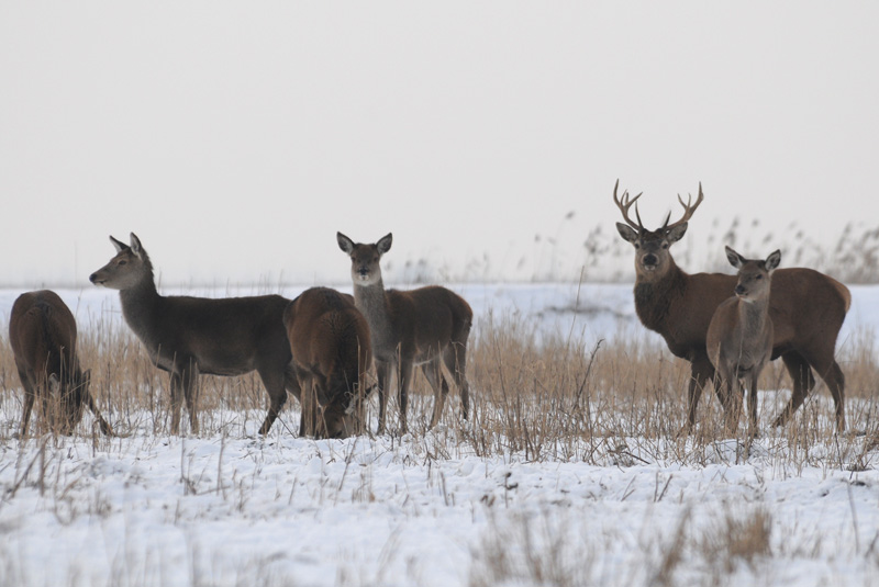 Red Deer - Edelhert