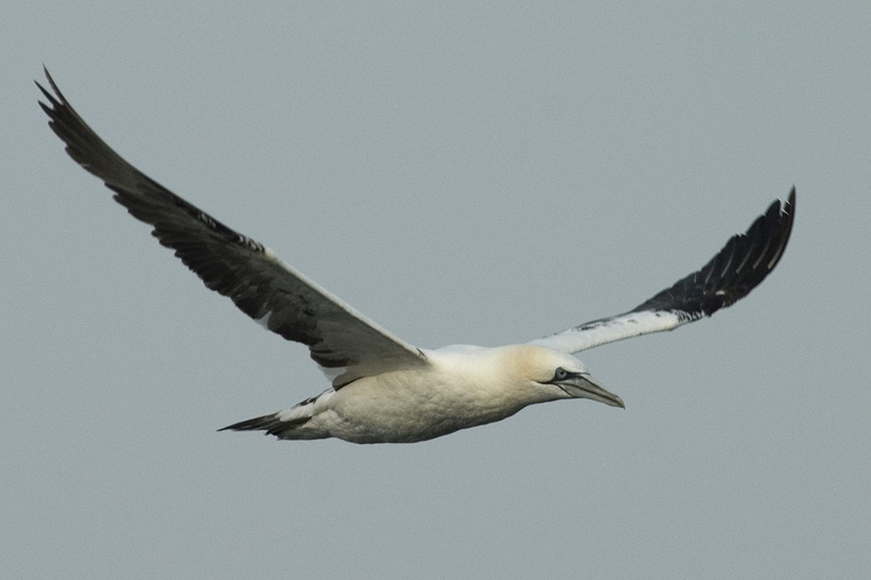DSC_3107Jan van Gent - Gannet - Sula Bassanus.jpg