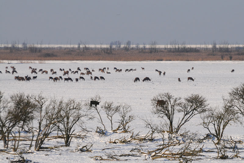  Edelhert - Red Deer