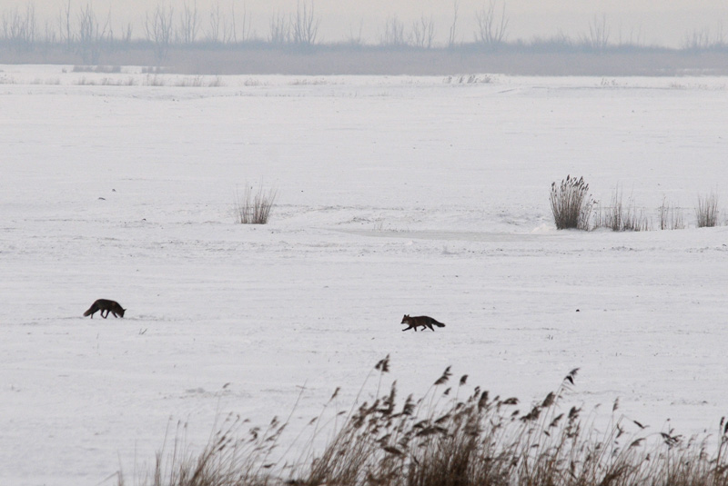 DSC_1959  Vos - Red Fox
