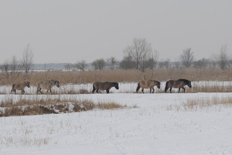   Konickpaarden - Konickhorses