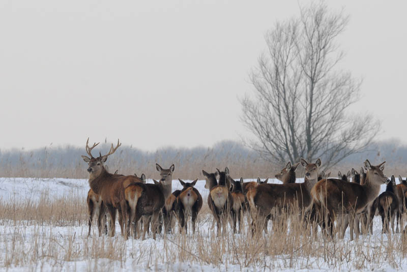 Edelhert - Red Deer