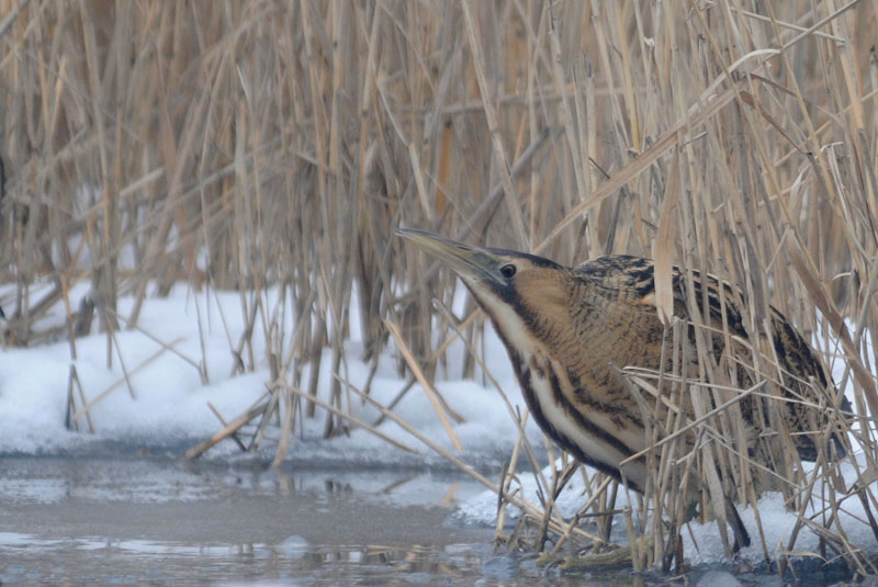  Roerdomp - Great Bittern