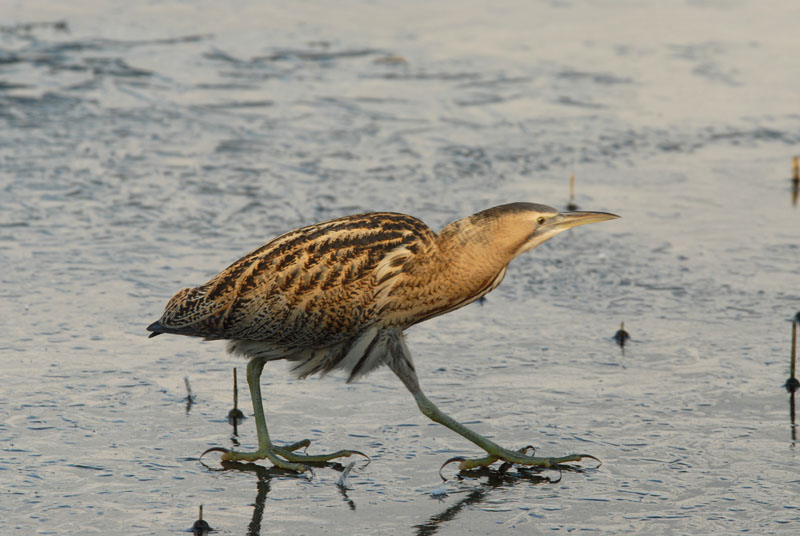 Roerdomp - Great Bittern
