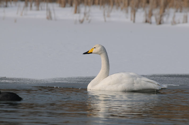 Whooper Swan - Wilde Zwaan - Cygnus cygnus