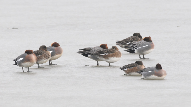 Wigeon - Smient - Mareca penelope