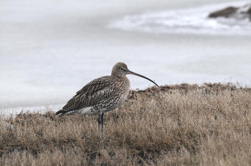 Curlew - Wulp - Numenius arquata