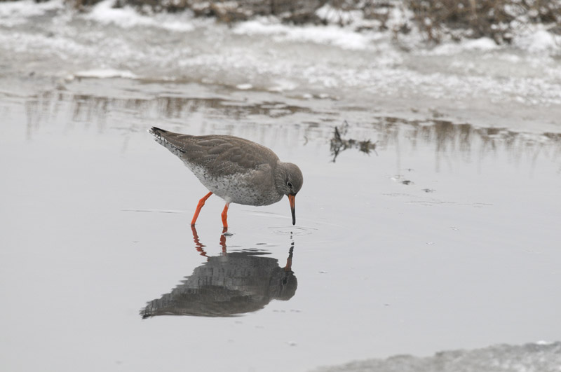 Redshank - Turelaar - Tringa totanus