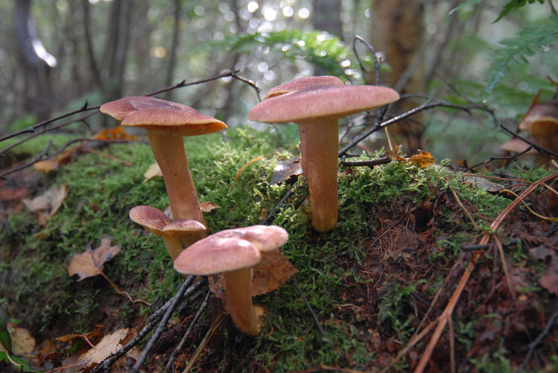 Koningsmantel - Tricholomopsis rutilans