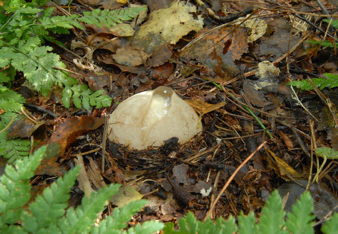 Grote stinkzwam - Phallus impudicus - Stinkhorn