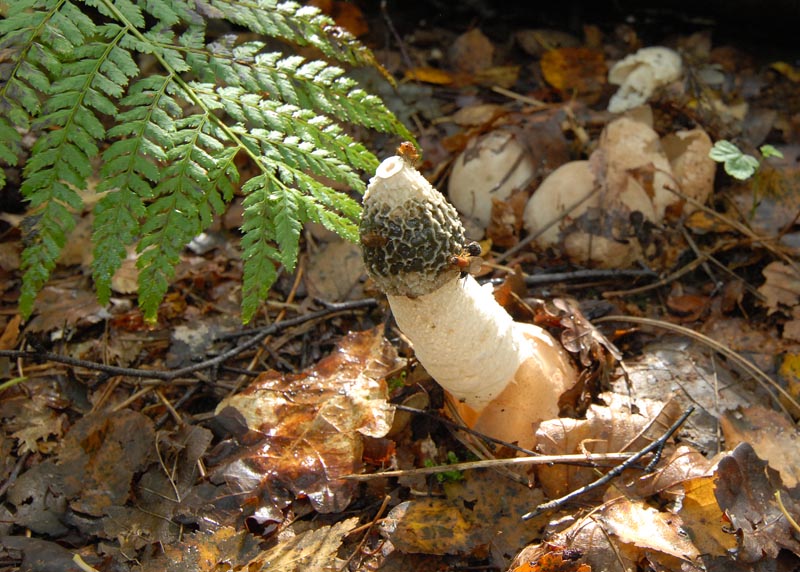Grote stinkzwam - Phallus impudicus - Stinkhorn