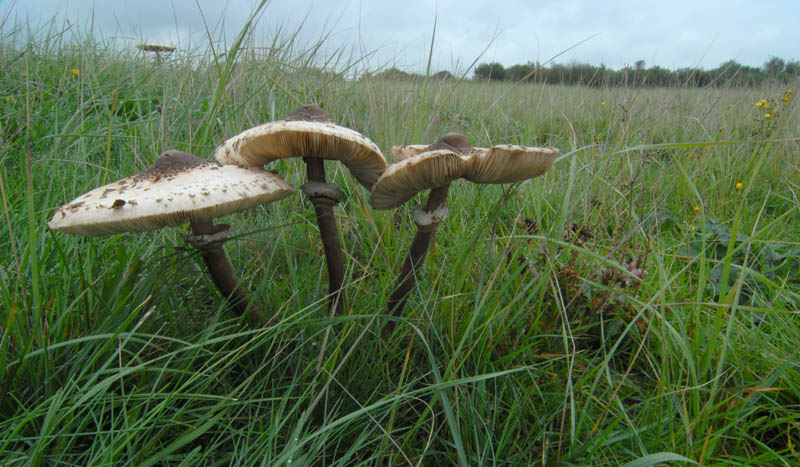 Grote parasolzwam - Lepiota procera