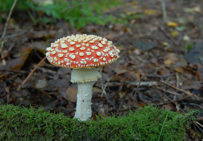 Vliegenzwam  - Amanita muscaria - Fly agaric