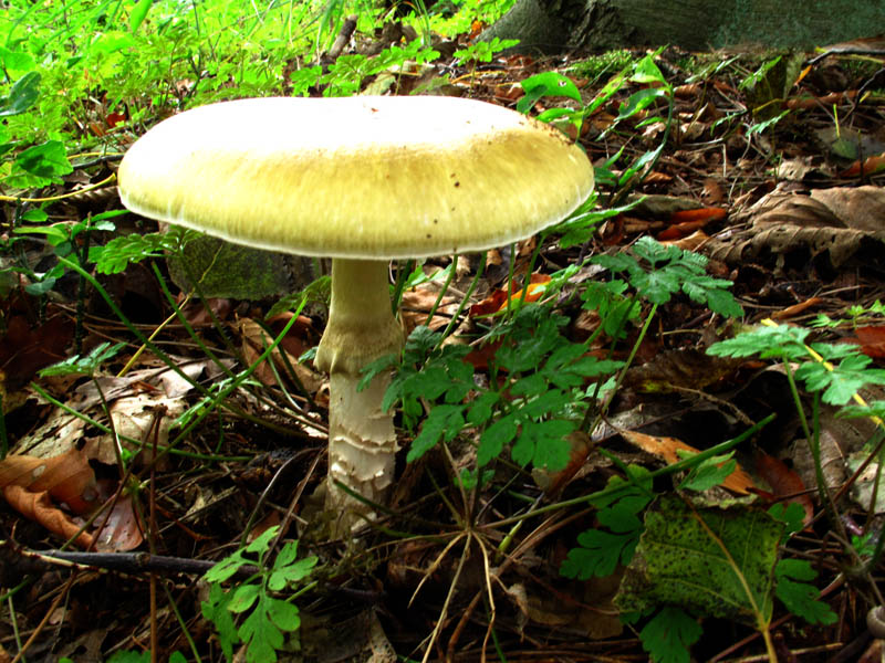 Groene knolamaniet- Amanita Phalloides - Death cup/angel