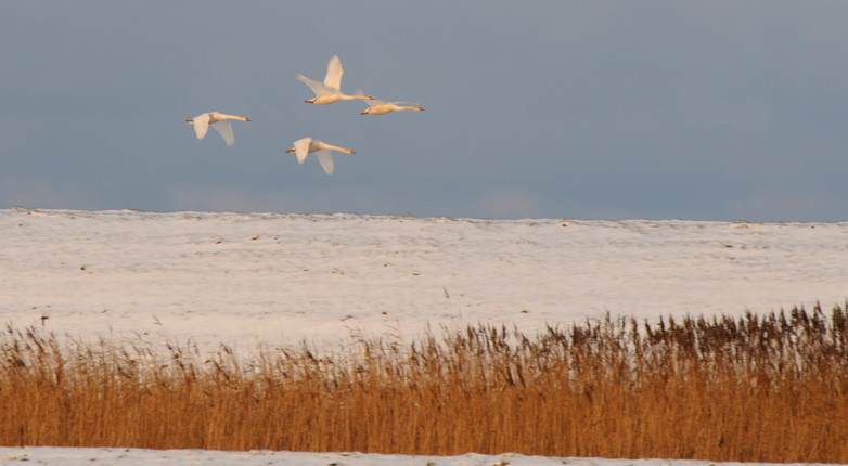 Mute Swan - Cygnus olor - Knobbelzwaan