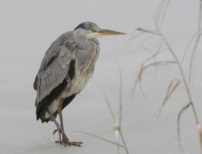 Blue Heron - Blauwe Reiger - Ardea cinerea