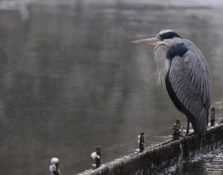 Blue Heron - Blauwe Reiger - Ardea cinerea