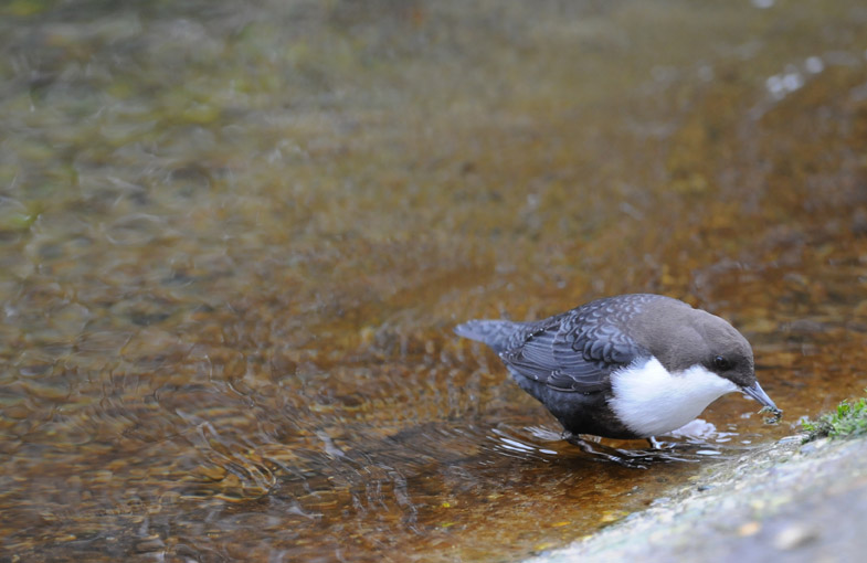 Dipper - Cinclus cinclus - Waterspreeuw