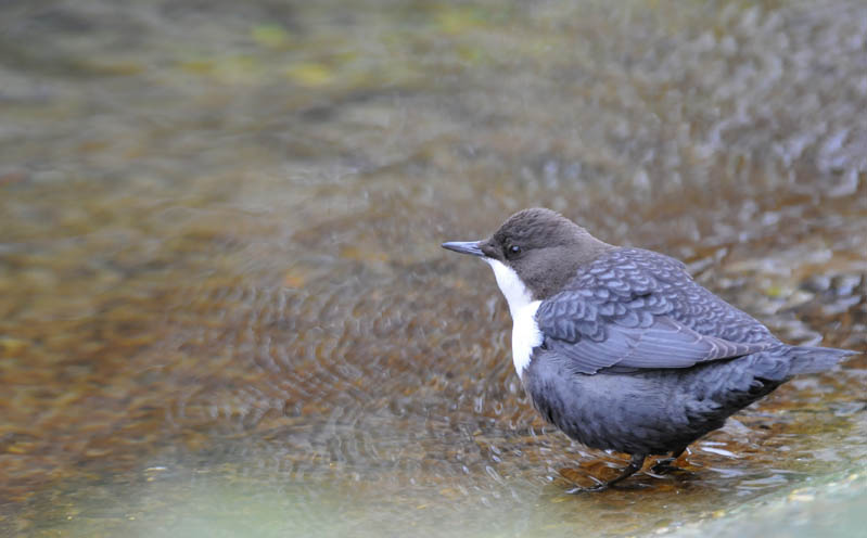 Dipper - Cinclus cinclus - Waterspreeuw