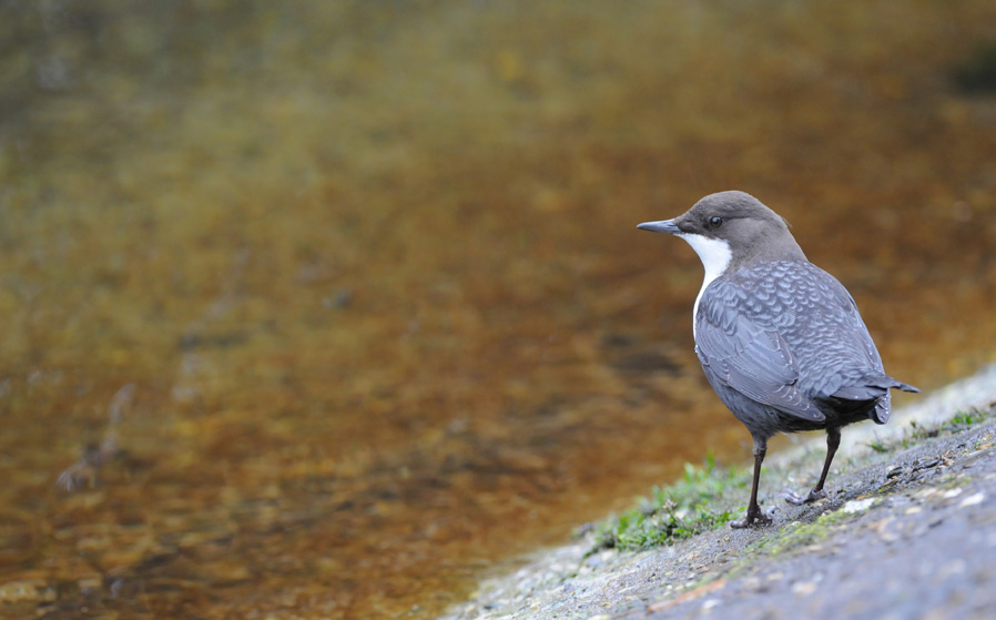 Dipper - Cinclus cinclus - Waterspreeuw