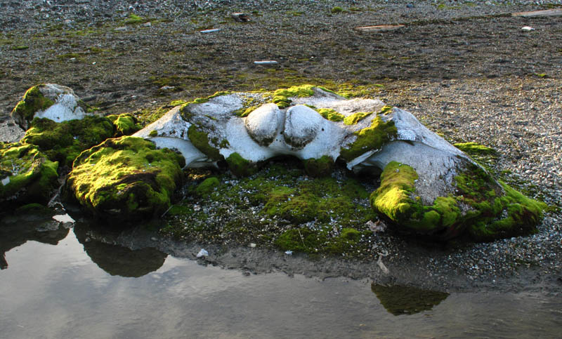 Bowhead skull - schedel Groenlandse walvis