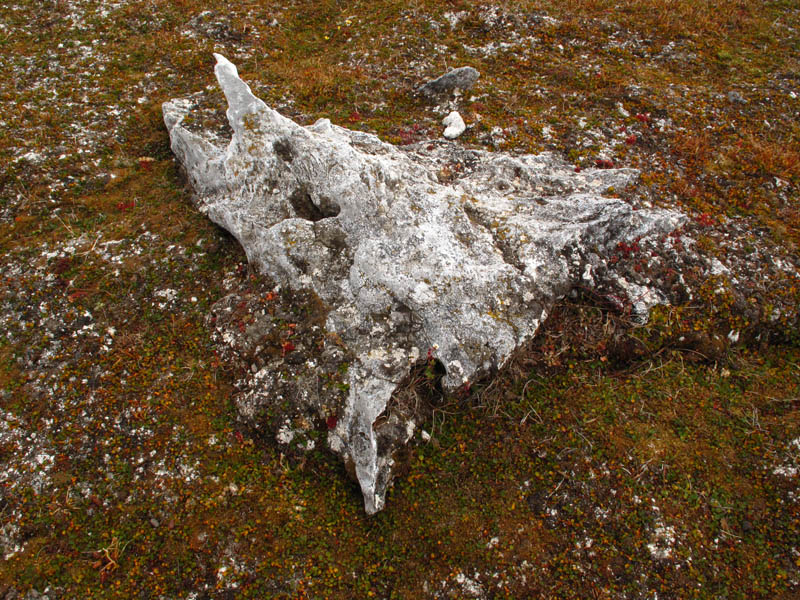 Bowhead skull remains