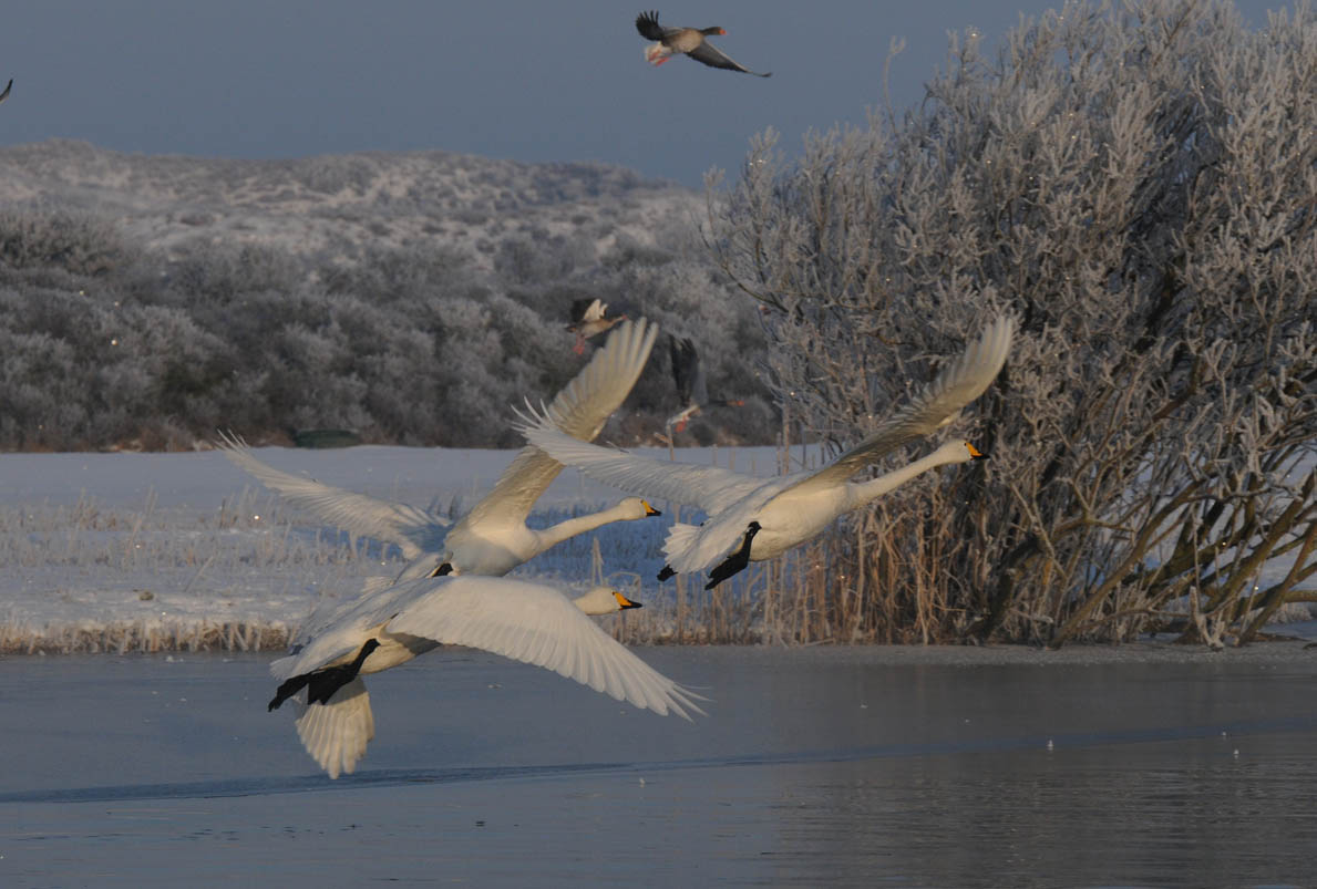 Whooper Swan - Cygnus cygnus - Wilde Zwaan