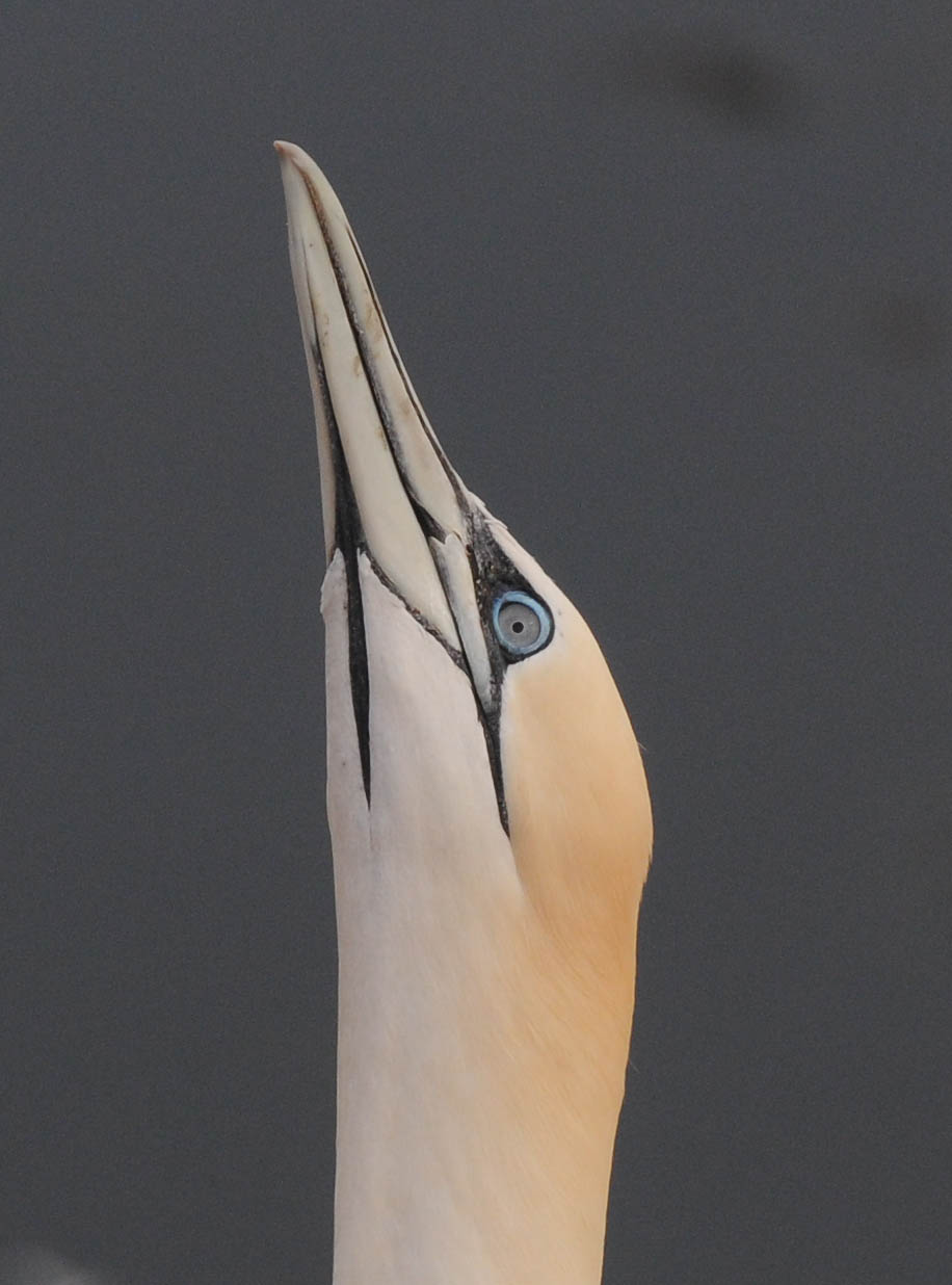 Jan van  Gent - Sula bassana - Gannet