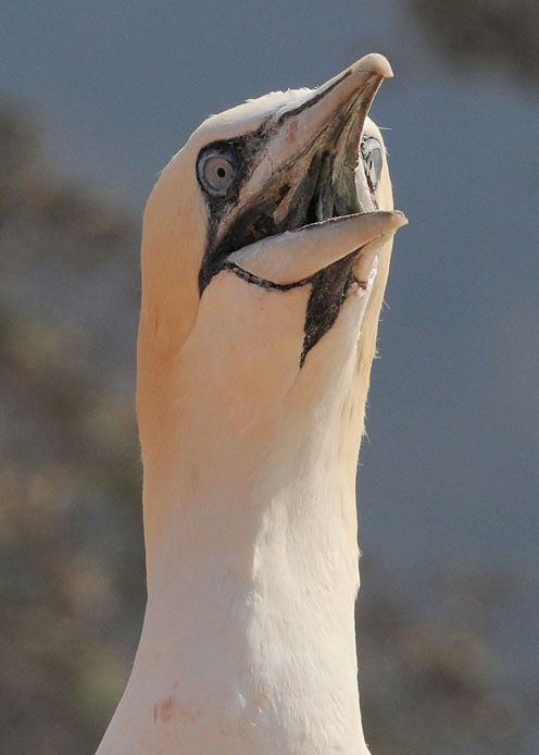 Jan van  Gent - Sula bassana - Gannet