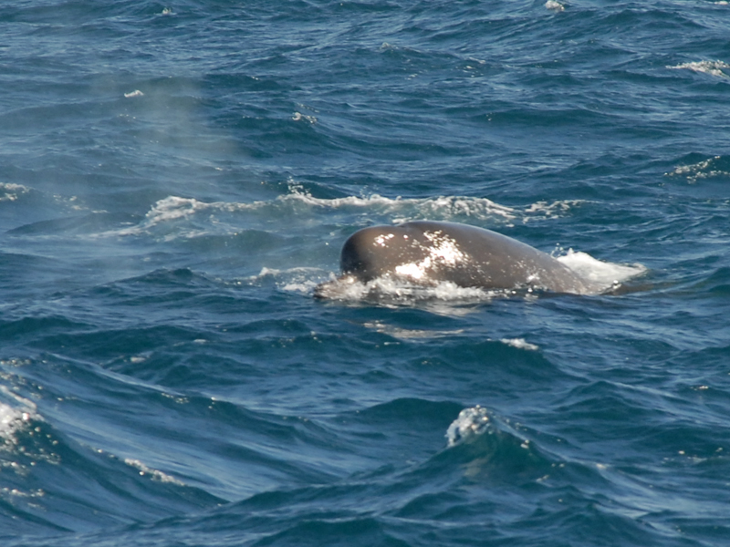  Whale  North Atlantic