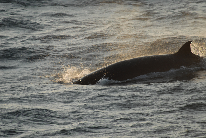  Bottle nosed Whale  North Atlantic.