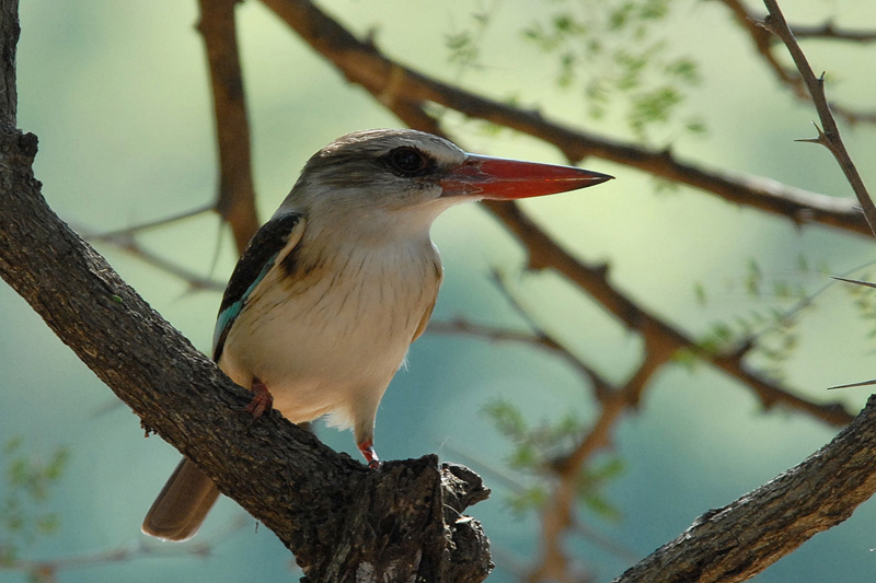 Brownhooded Kinfisher