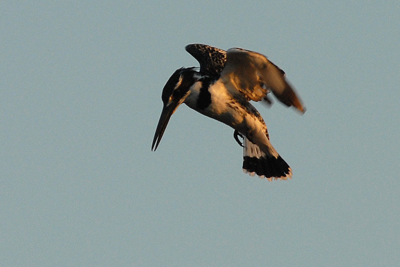 Pied Kingfisher