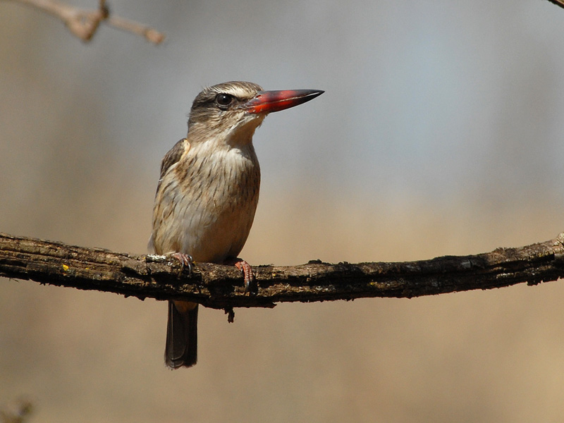 Brownhooded Kingfisher